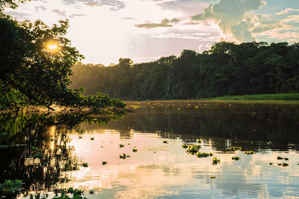 Photo Amazon rainforest