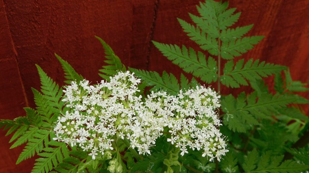 Photo Green foliage